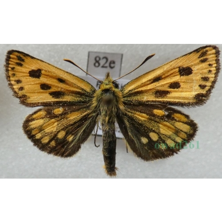 Carterocephalus silvicola (Meigen, 1829) male Kosternik leśniak Poland82e